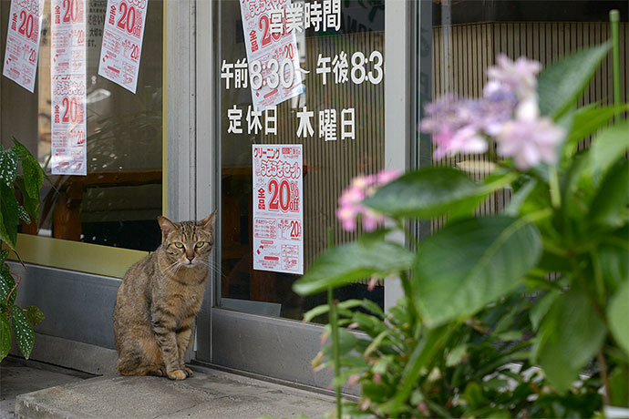 街のねこたち
