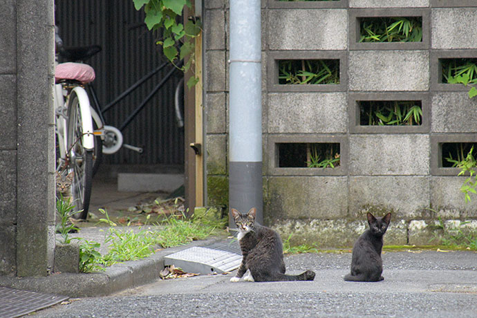 街のねこたち