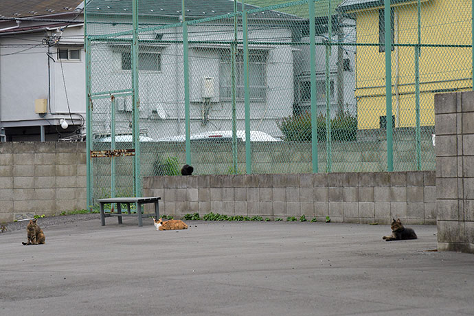 街のねこたち