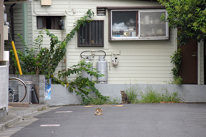 街のねこたち