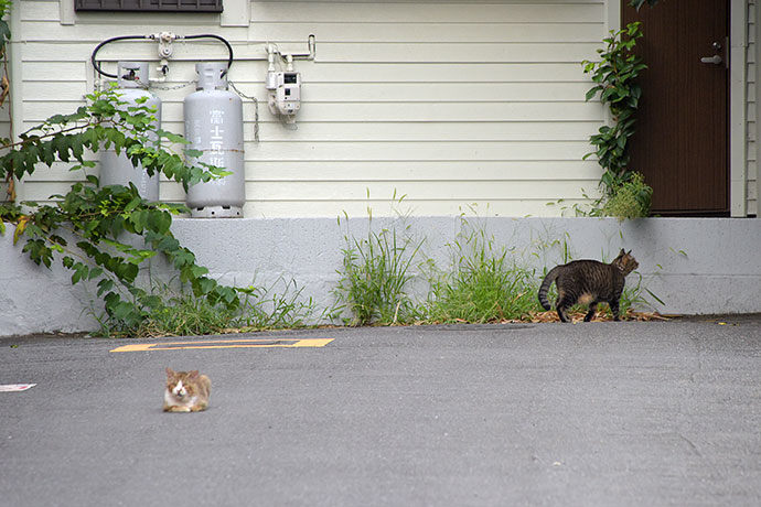 街のねこたち