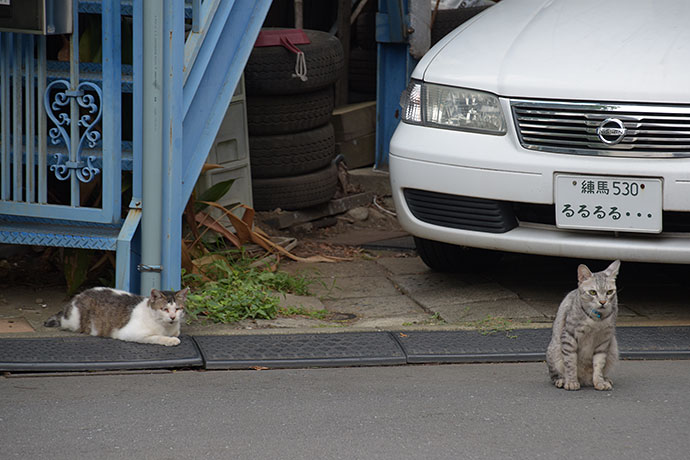 街のねこたち