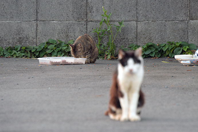 街のねこたち