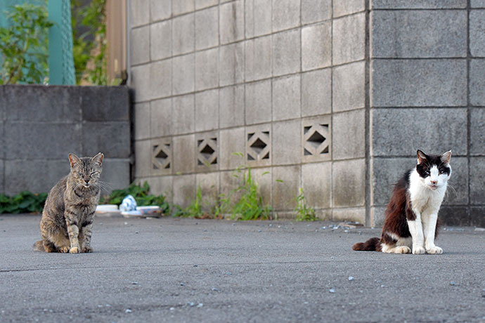 街のねこたち