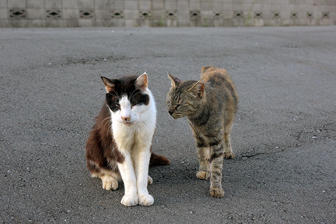 街のねこたち
