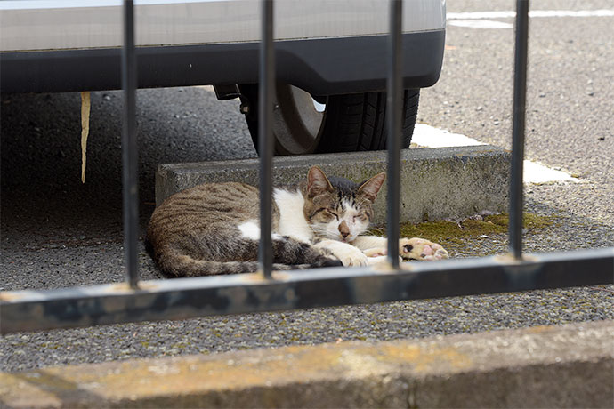 街のねこたち
