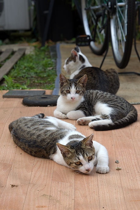 街のねこたち