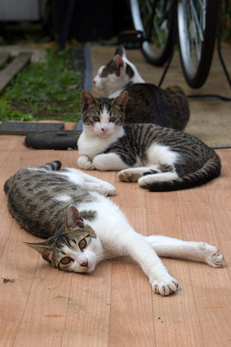 街のねこたち