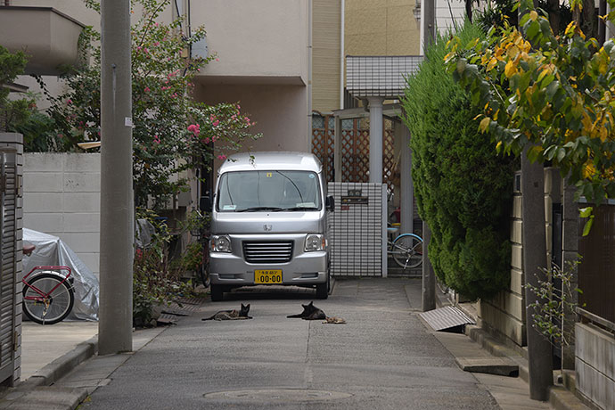 街のねこたち