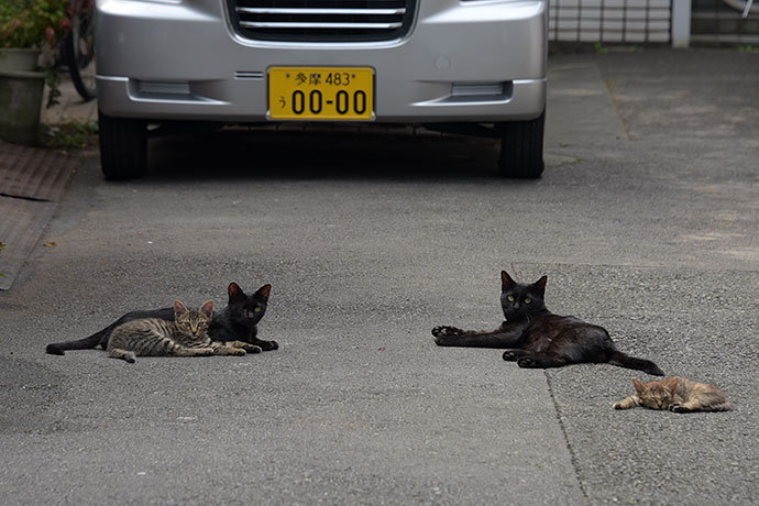 街のねこたち
