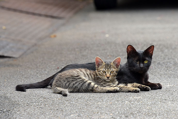 街のねこたち