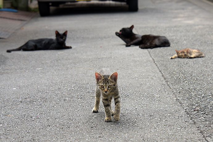 街のねこたち