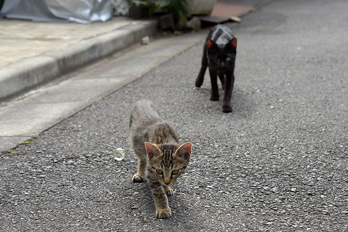 街のねこたち