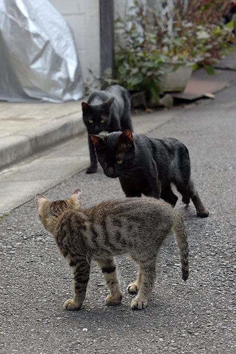 街のねこたち