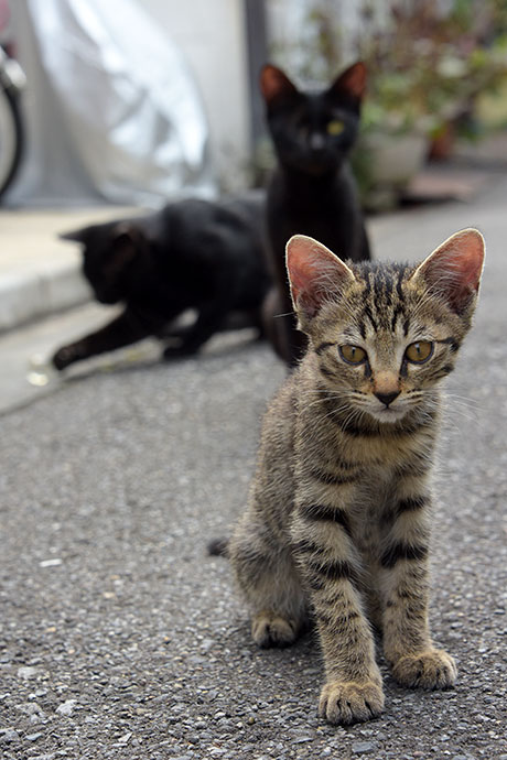 街のねこたち