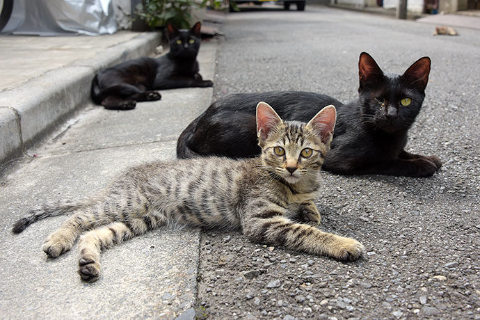 街のねこたち