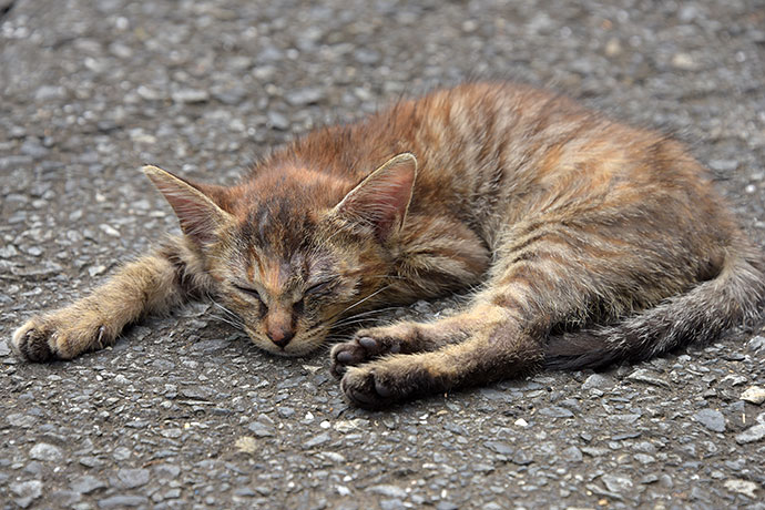 街のねこたち
