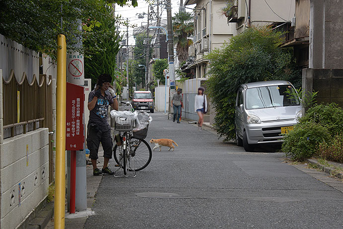 街のねこたち