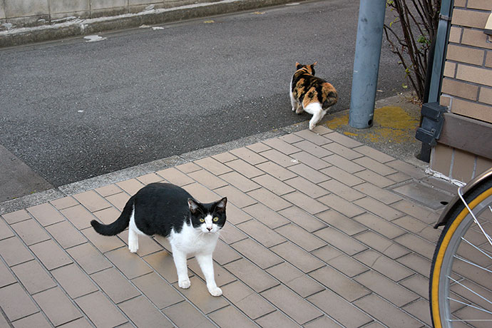 街のねこたち