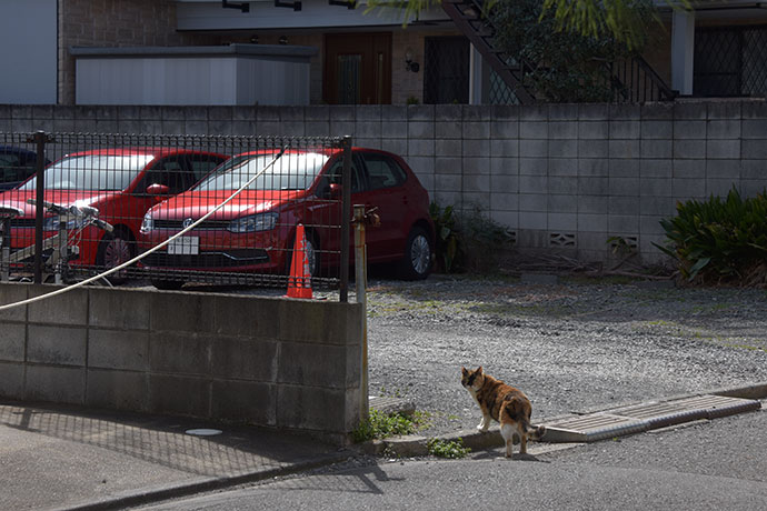 街のねこたち