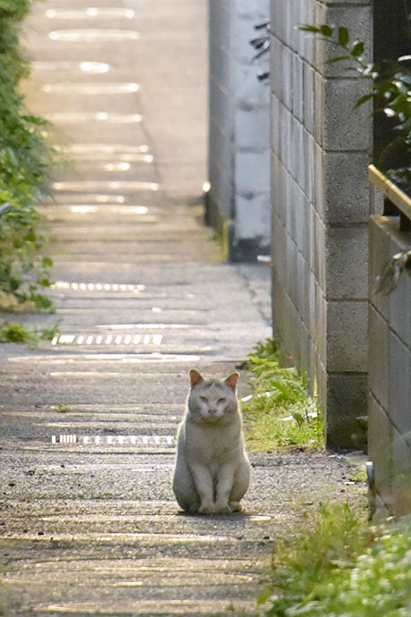 街のねこたち