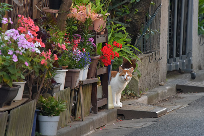 街のねこたち