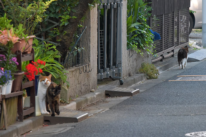 街のねこたち