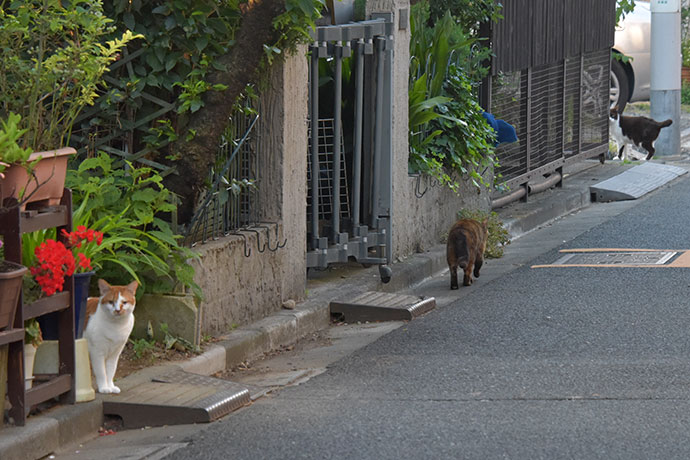 街のねこたち