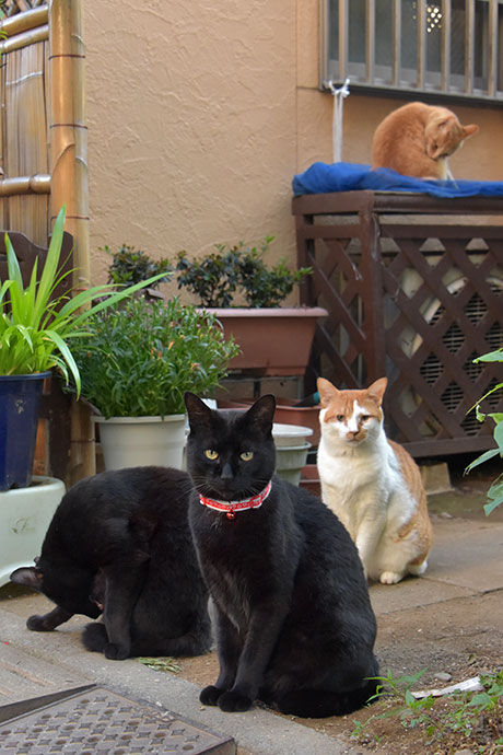 街のねこたち