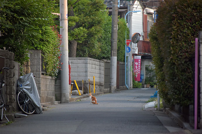 街のねこたち