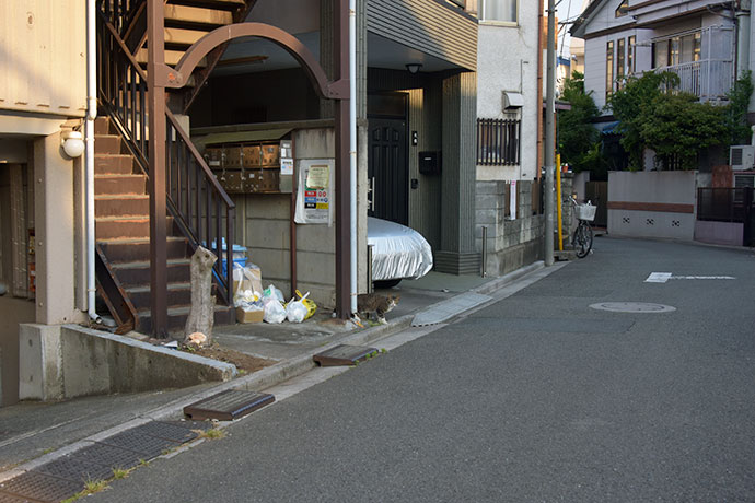 街のねこたち