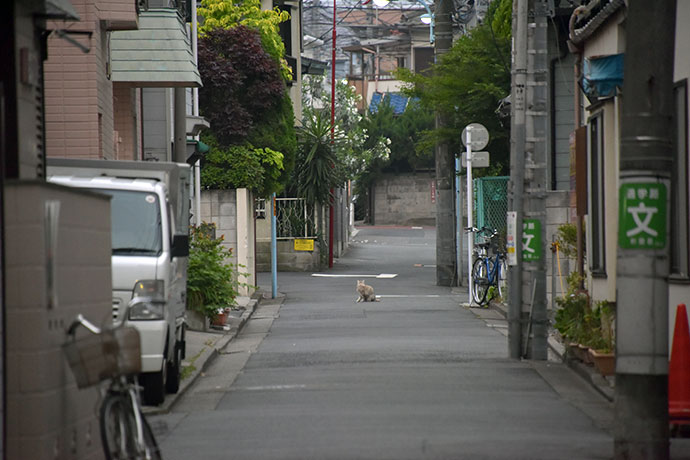 街のねこたち