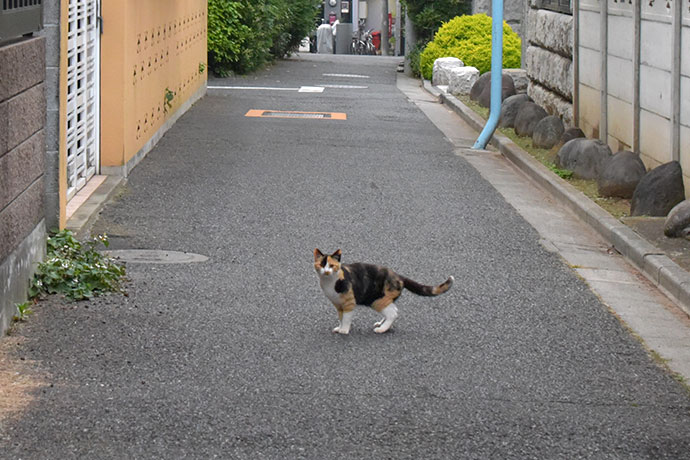 街のねこたち