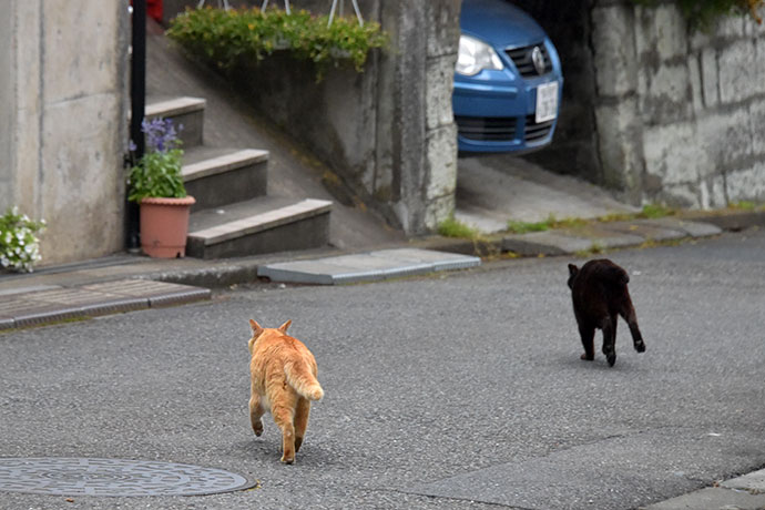 街のねこたち