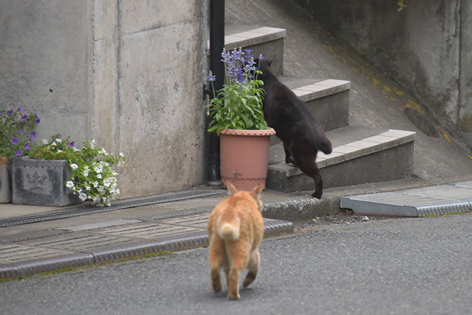 街のねこたち