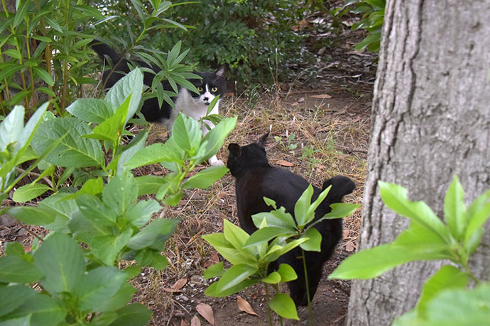 街のねこたち