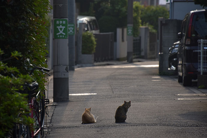 街のねこたち