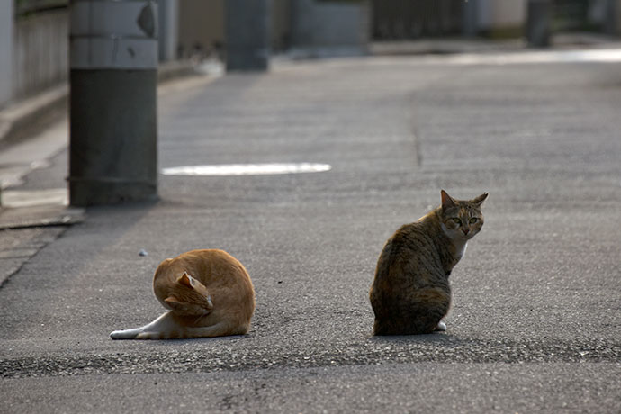 街のねこたち