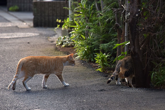 街のねこたち