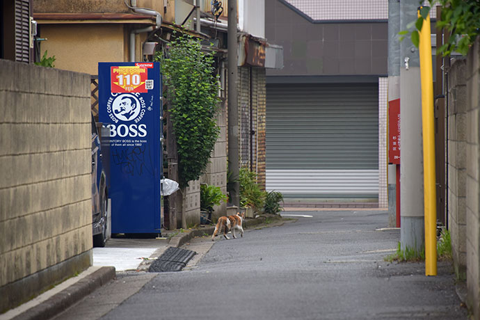 街のねこたち