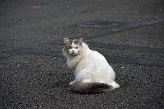 街のねこたち
