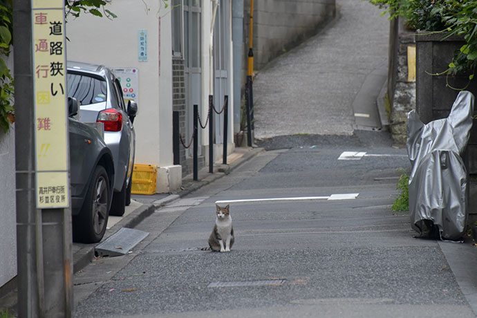 街のねこたち