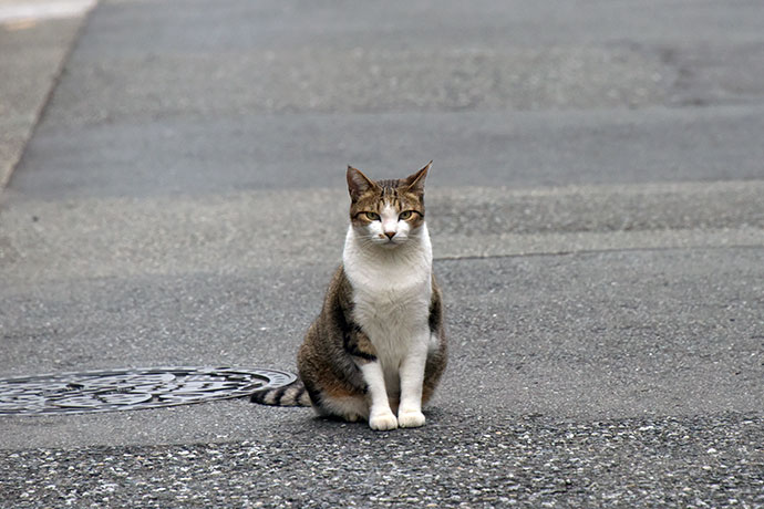 街のねこたち