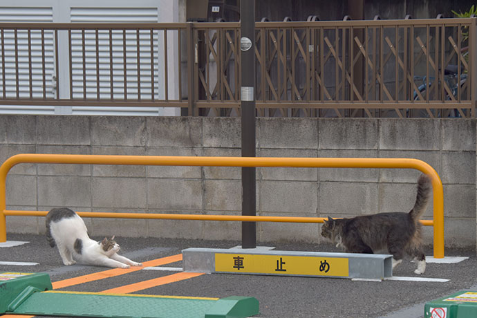 街のねこたち