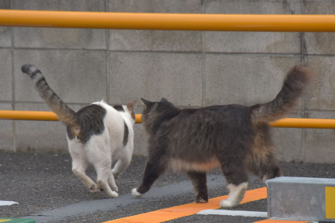 街のねこたち