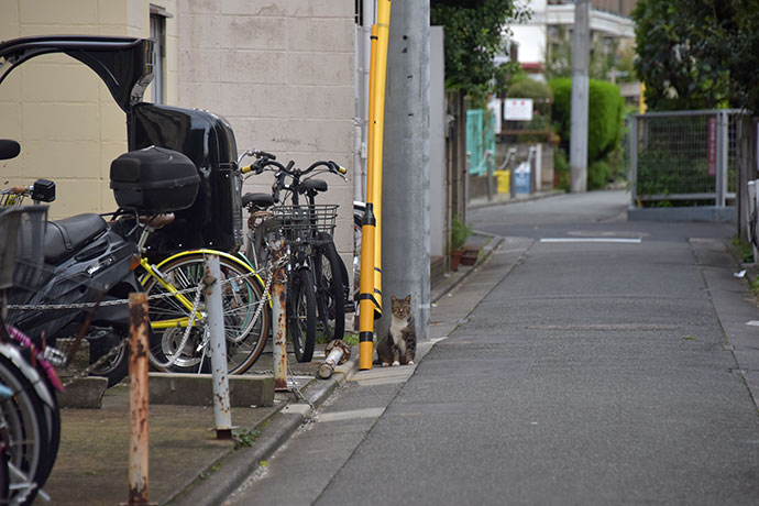 街のねこたち