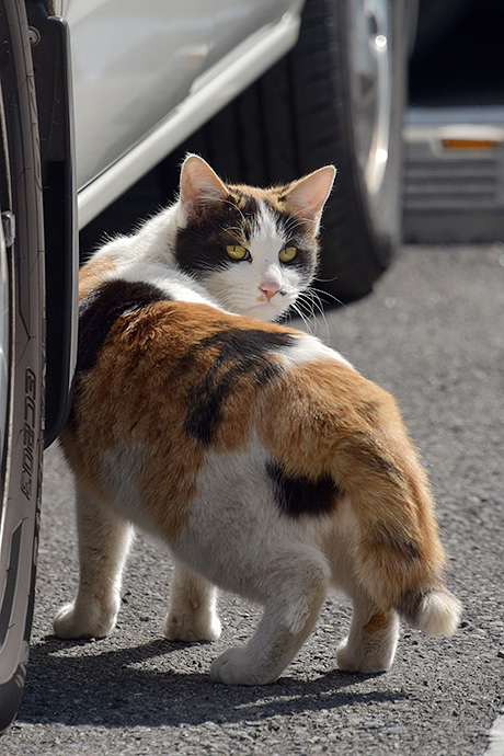 街のねこたち