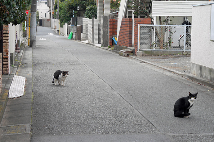街のねこたち
