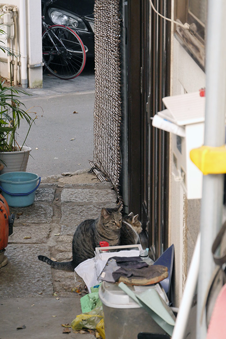 街のねこたち