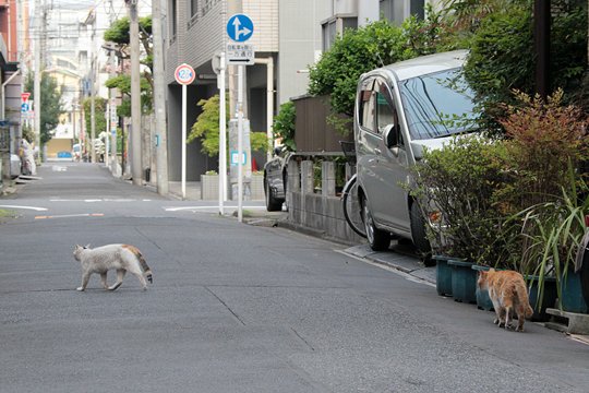 街のねこたち